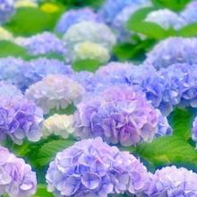 人気の復縁カウンセラー美波　なな先生